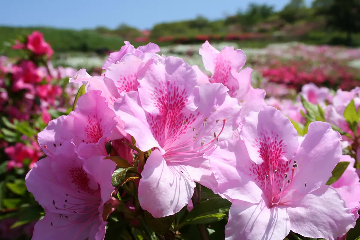 Cluster of pink azalea flowers in full bloom with a blurred garden background and blue sky behind them.